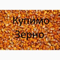 Постійно закуповуємо зерно кукурудзи по Рівненській області