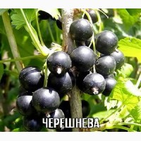 Продаємо саджанці! Дуже великий вибір