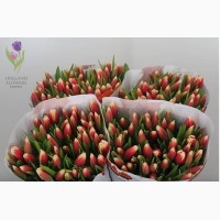 Tulip, Тюльпан, ОПТ, к 8 Марта, Киев, Украина, до 8 березня