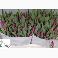 Tulip, Тюльпан, ОПТ, к 8 Марта, Киев, Украина, до 8 березня