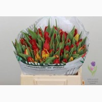 Tulip, Тюльпан, ОПТ, к 8 Марта, Киев, Украина, до 8 березня