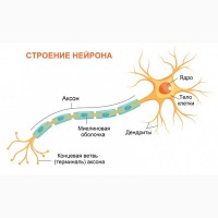 Ежовик (Їжовик ежевик) гребінчатий гребенчатый цілий гриб гериций