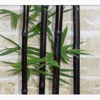 Семена черного бамбука Phyllostachys Nigra