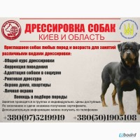 Дрессировка собак