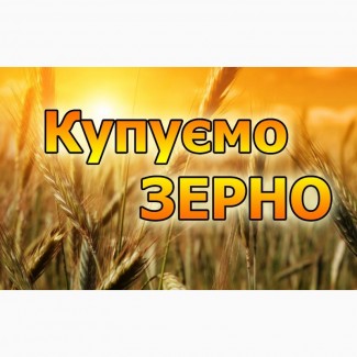 Підприємство на постійній основі закуповує за високими цінами пшеницю всіх класів