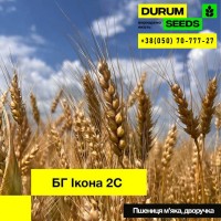 Насіння пшениці BG Adora (Durum Seeds)