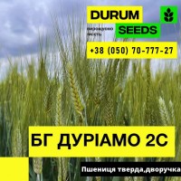 Насіння пшениці BG Adora (Durum Seeds)