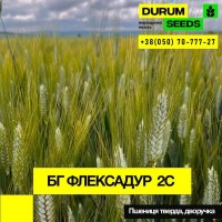 Насіння пшениці BG Adora (Durum Seeds)