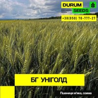 Насіння пшениці BG Adora (Durum Seeds)