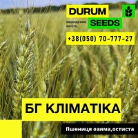 Насіння пшениці BG Adora (Durum Seeds)