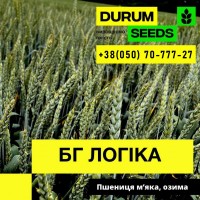 Насіння пшениці BG Adora (Durum Seeds)