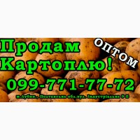 Продаю Картоплю Оптом! В наявності понад 100т