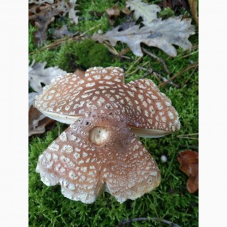 Мухомор пантерний, сушені капелюшки мухомору(Amanita pantherina), Черкаськая обл