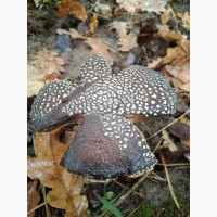 Мухомор пантерний, сушені капелюшки мухомору(Amanita pantherina), Черкаськая обл