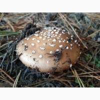 Мухомор пантерний, сушені капелюшки мухомору(Amanita pantherina), Черкаськая обл