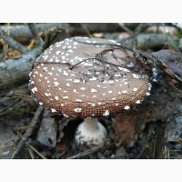 Мухомор пантерний, сушені капелюшки мухомору(Amanita pantherina), Черкаськая обл