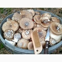 Мухомор пантерний, сушені капелюшки мухомору(Amanita pantherina), Черкаськая обл