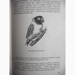 Попугаи. Автор: В.А. Остапенко