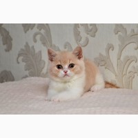 Продам британских котят