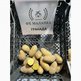 Картопля Гранада, середньопізній, 1 репродукція