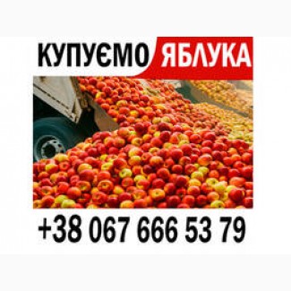 Закуповуємо на сік 11, 20 грн + ПДВ яблоко оптом на переробку