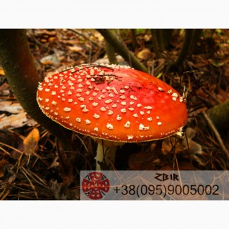 Мухомор ЧЕРВОНИЙ (Amanita Muscaria), сушені шапки. Сезон 2022