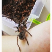 Пушистый паук птицеед Brachypelma Albopilosum самки L7