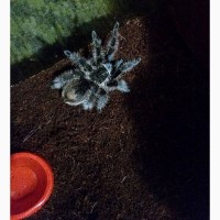 Пушистый паук птицеед Brachypelma Albopilosum самки L7