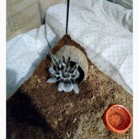 Пушистый паук птицеед Brachypelma Albopilosum самки L7