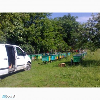 Пчеломатки (бджоломатки) Карпатка и пчелопакеты (бджолопакети)