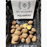 Картопля Ред скарлет, ранній, 1 репродукція