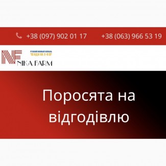 Продаж поросят датської генетики. Тільки опт