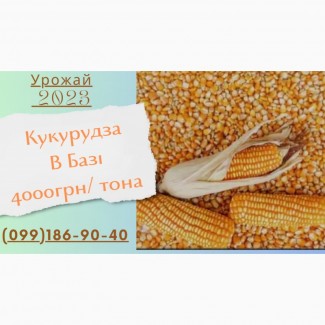 Кукурудза 2023