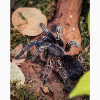 Спокойный паук птицеед Aphonopelma Seemanni самки L10