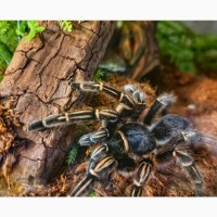 Спокойный паук птицеед Aphonopelma Seemanni самки L10