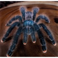 Красочний паук птицеед для начинающих Avicularia Avicularia самки L12