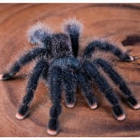 Красочний паук птицеед для начинающих Avicularia Avicularia самки L12