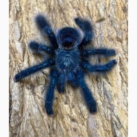 Красочний паук птицеед для начинающих Avicularia Metallica самки L12