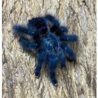 Красочний паук птицеед для начинающих Avicularia Metallica самки L12