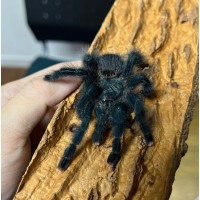 Красочний паук птицеед для начинающих Avicularia Metallica самки L12