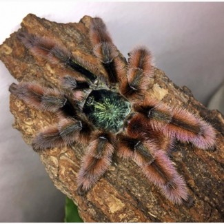 Красочний паук птицеед для начинающих Avicularia Versicolor L12