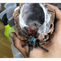 Красочний паук птицеед для начинающих Avicularia Versicolor L12