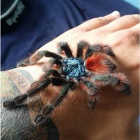 Красочний паук птицеед для начинающих Avicularia Versicolor L12