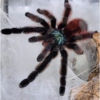 Красочний паук птицеед для начинающих Avicularia Versicolor L12