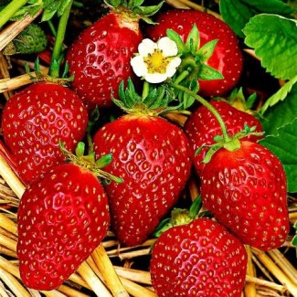 Полуниця Корона (Korona Strawberry) саджанці полуниці Фріго