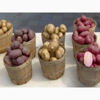 Продаю посадочный сортовой картофель