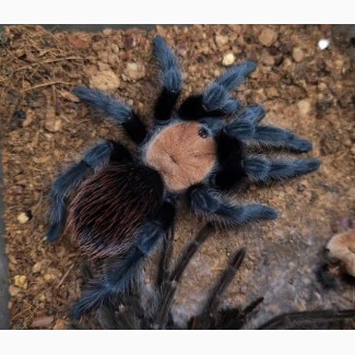 Спокойний паук птицеед для начинающих Brachypelma albiceps самки L10