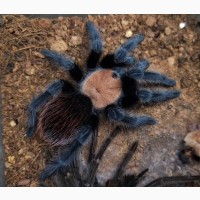 Спокойний паук птицеед для начинающих Brachypelma albiceps самки L10