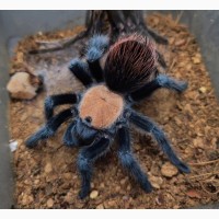 Спокойний паук птицеед для начинающих Brachypelma albiceps самки L10