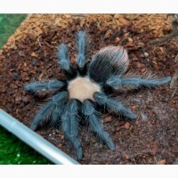 Спокойний паук птицеед для начинающих Brachypelma albiceps самки L10